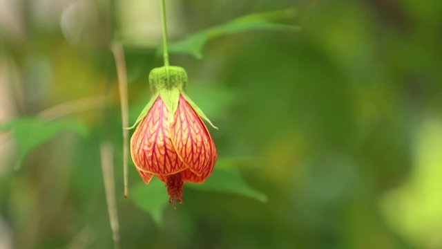 Chinese Lantern Redvein Abutilon Indian Mallow High Definition Stock Footage.