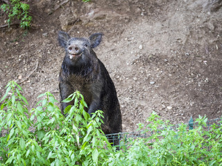 Obraz na płótnie Canvas Nice wild boar standing on hind legs and looking at camera