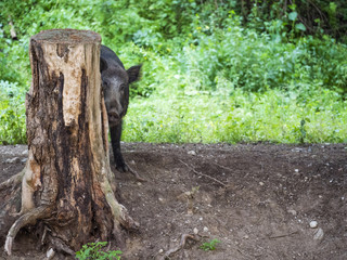 Wild boar hides behind a tree trunk