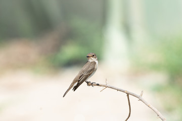 Spotted Fly catcher