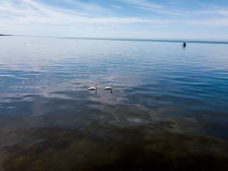 Two swans in water