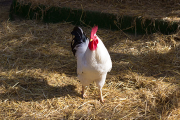Beautiful young white rooster is in the coop with hay, portrait rooster