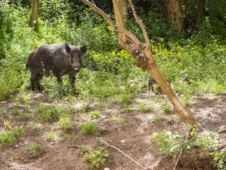 Wild boar (sus scrofa ferus) in the forest and looking at camera. Wildlife in natural habitat.