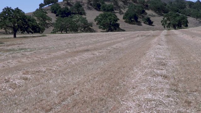 pan over cut hay rows on a hot summer day