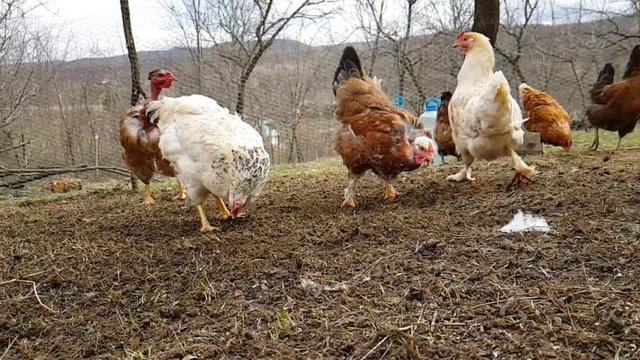 Chickens outside looking for lunch. Spring time has come so there can be some food to find around. Beautiful chickens coloured and different. Slow motion chickens looking nice and funny in the nature!