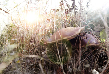 mushrooms grow in a forest glade