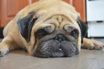 Sad pug dog lying on the floor on