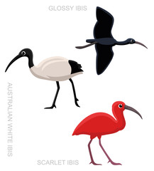 Bird Ibis Set Cartoon Vector Illustration - obrazy, fototapety, plakaty