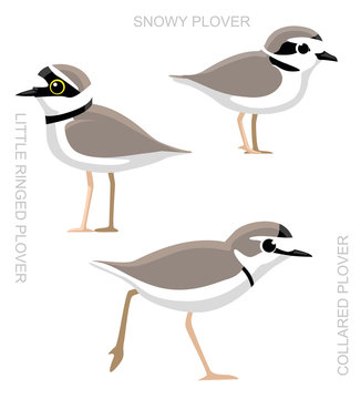 Bird Plover Set Cartoon Vector Illustration