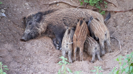 Wild boar feeding five piglets