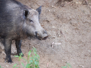 Wild boar, sus scrofa, Italy