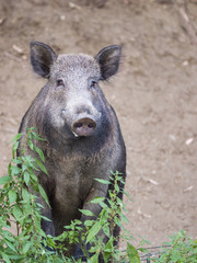 Nice wild boar standing on hind legs and looking at camera