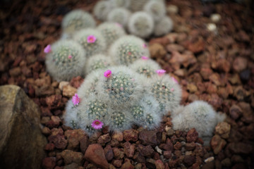 Mammillaria sp. have pink flower, cactus in garden has a brown stone around, Cacti, Cactaceae, Succulent, Tree, Drought tolerant plant.