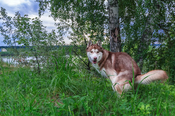 Problem dogs excrement. Husky dog poops on walk in park.