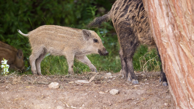 Small wild boar follows his mother