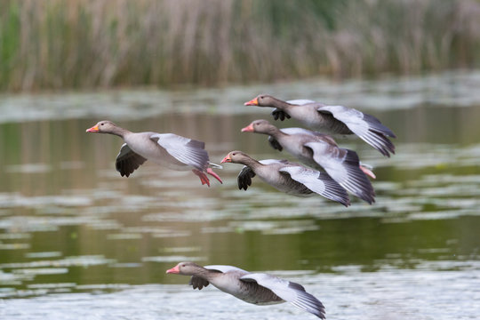 several flying gray geese (anser anser), reed, water