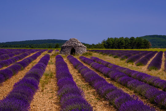 Champ de lavande. en Provence,  Ferrassi&egrave;res, France, cabane en pieres seche (borie) au milieu du champ.