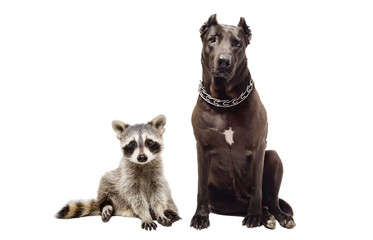 Cute raccoon and dog Staffordshire terrier sitting together isolated on white background