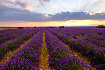 Obraz na płótnie Canvas Champ de lavande en fleurs, coucher de soleil. Plateau de Valensole, Provence, France. 