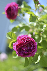 the blossoming red rose in a garden. macro.