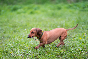 dachshund runs along the green grass