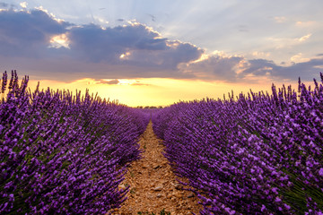 Champ de lavande en fleurs, coucher de soleil. Plateau de Valensole, Provence, France.	