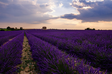 Naklejka na ściany i meble Champ de lavande en fleurs, coucher de soleil. Plateau de Valensole, Provence, France. 