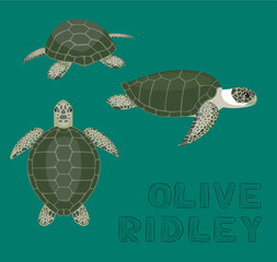 Fototapeta premium Ilustracja wektorowa kreskówka żółw oliwkowy Ridley
