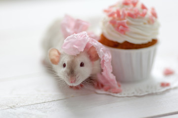 Cute little baby rat with a creamy sweet cupcake decorated with a rose chocolate