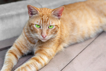 Homeless tabby red cat with green eyes resting at city street. Striped orange wild kitten lying on...
