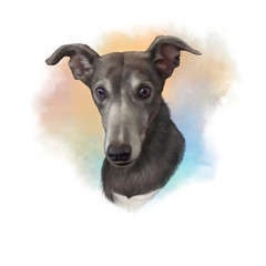 Illustration of a dog. Rampur Greyhound. Dog is man's best friend. Animal collection: Dogs. Watercolor Dog Pug Portrait - Hand Painted Illustration of Pets. Art background for banner, cover, pillow.