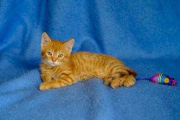Jolie chaton roux  de deux mois, couché sur la couverture bleu avec jouet souris.