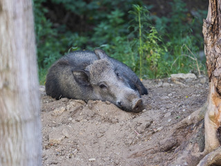 Wild boar rests in the forest