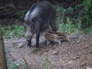 Wild boar feeding two piglets