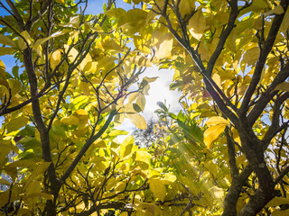 Sunlight in a beautiful magnolia tree in autumn, Bavaria, Germany, Europe