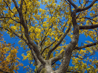 Single oak tree in autumn, Kochel am See, Bavaria, Germany, Europe