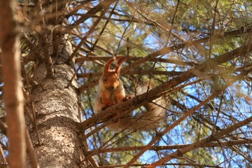squirrel