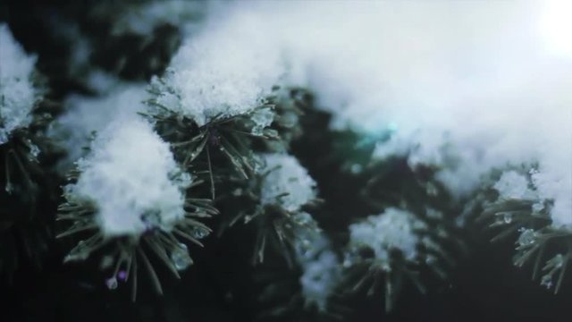 A panning video of snow on pine needles with a lens flare coming from the sun. Stabilized with a Zhiyun Crane 2 Gimbal.