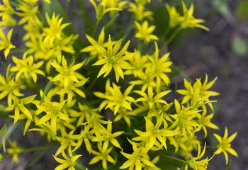 Gagea lutea or the Yellow Star-of-Bethlehem in the spring park