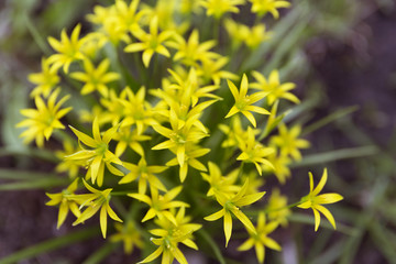 Gagea lutea or the Yellow Star-of-Bethlehem in the spring park