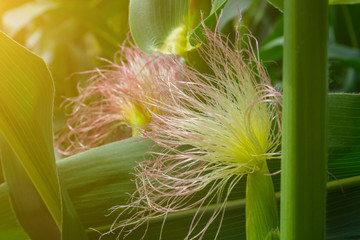 flower from the hair of corn, in the period of the formation of a roll with grain