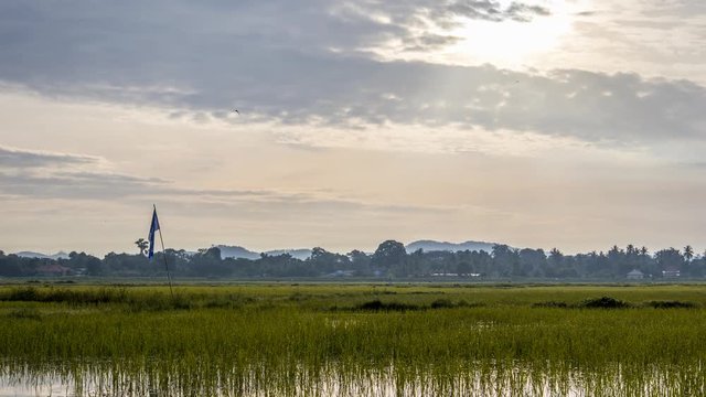 Timelapse of paddy field in Alor Setar, Kedah.