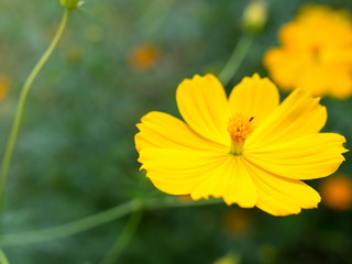 Beautiful yellow starship flowers in the garden