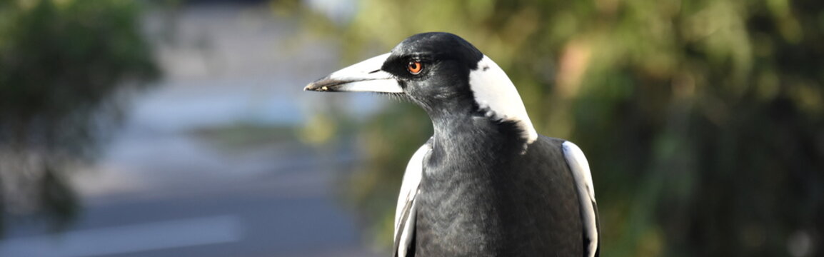 Closeup of Australian magpie bird in black and white plumage standing on a fence. The australian magpie gymnorhina tibicen is a medium sized black and white passerine bird.