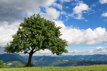 Fototapeta na wymiar Lone tree in the mountains
