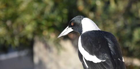 Closeup of Australian magpie bird in black and white plumage standing on a fence. The australian magpie gymnorhina tibicen is a medium sized black and white passerine bird.