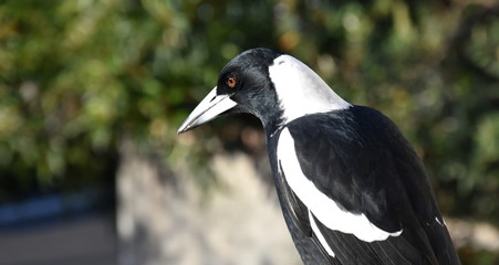 Closeup of Australian magpie bird in black and white plumage standing on a fence. The australian magpie gymnorhina tibicen is a medium sized black and white passerine bird.