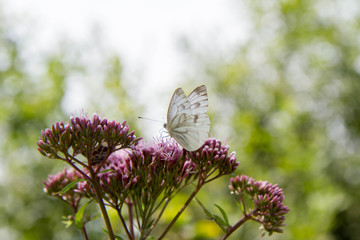 White butterfly on a flower