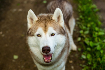Close-up image of cute dog breed siberian husky in the forest. Portrait of friendly dog looks like a wolf © Anastasiia