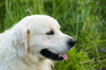 Profile portrait of white golden retriever dog in the green grass and violet flowers